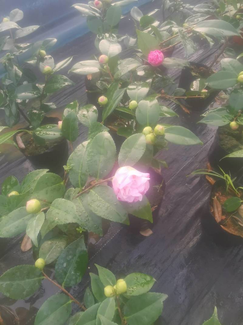 茶花，竹节海棠花