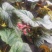 茶花，竹节海棠花