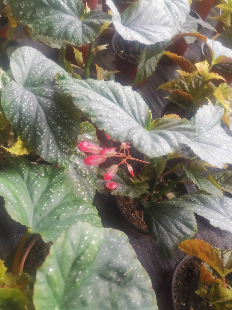 茶花，竹节海棠花