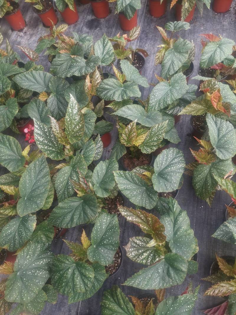 茶花，竹节海棠花