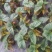 茶花，竹节海棠花