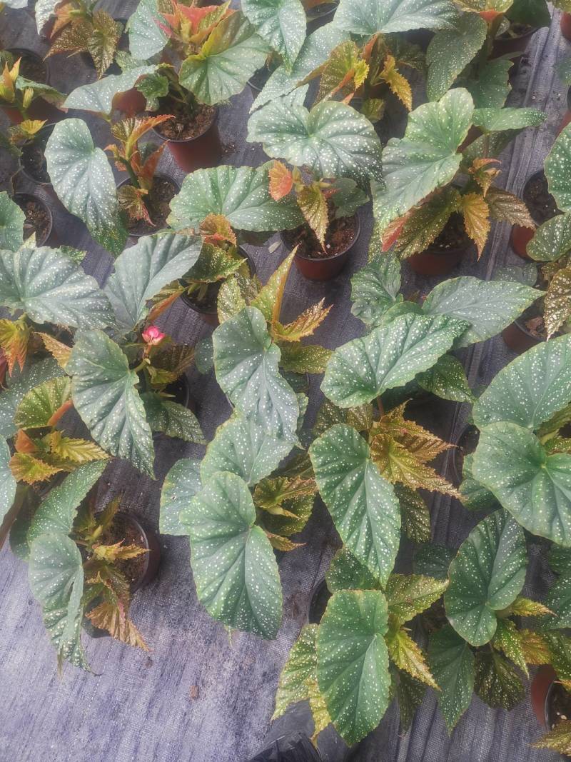 茶花，竹节海棠花
