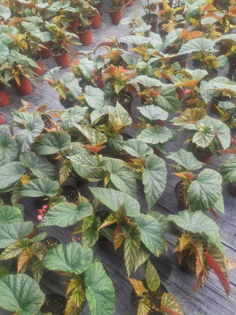 茶花，竹节海棠花