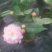 茶花，竹节海棠花