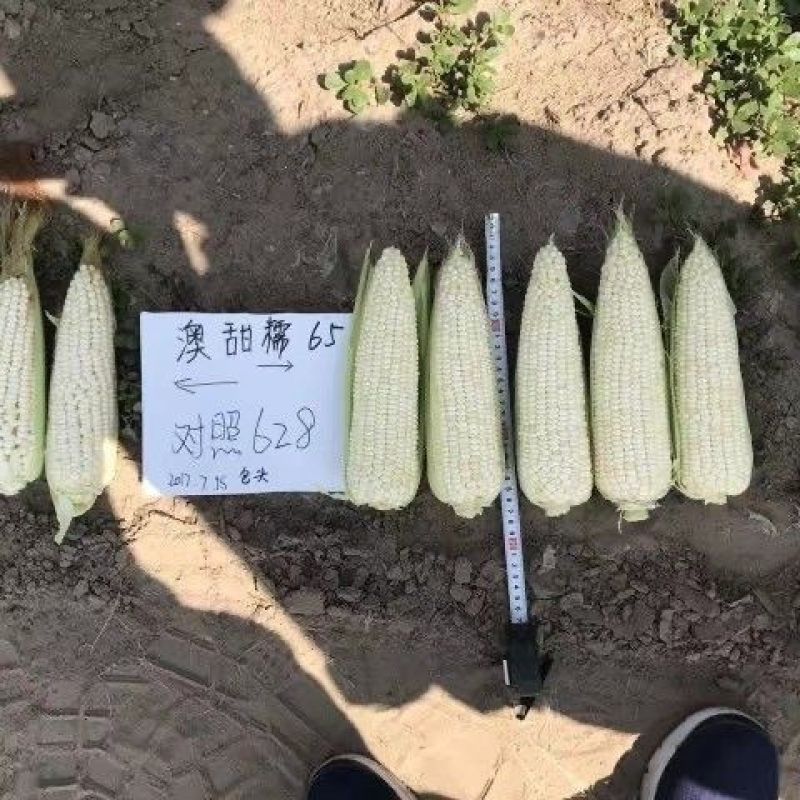 澳甜糯65糯玉米种子籽特早熟65天上市大棒甜糯苞谷糯玉