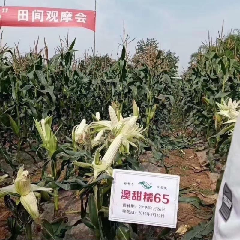 澳甜糯65糯玉米种子籽特早熟65天上市大棒甜糯苞谷糯玉