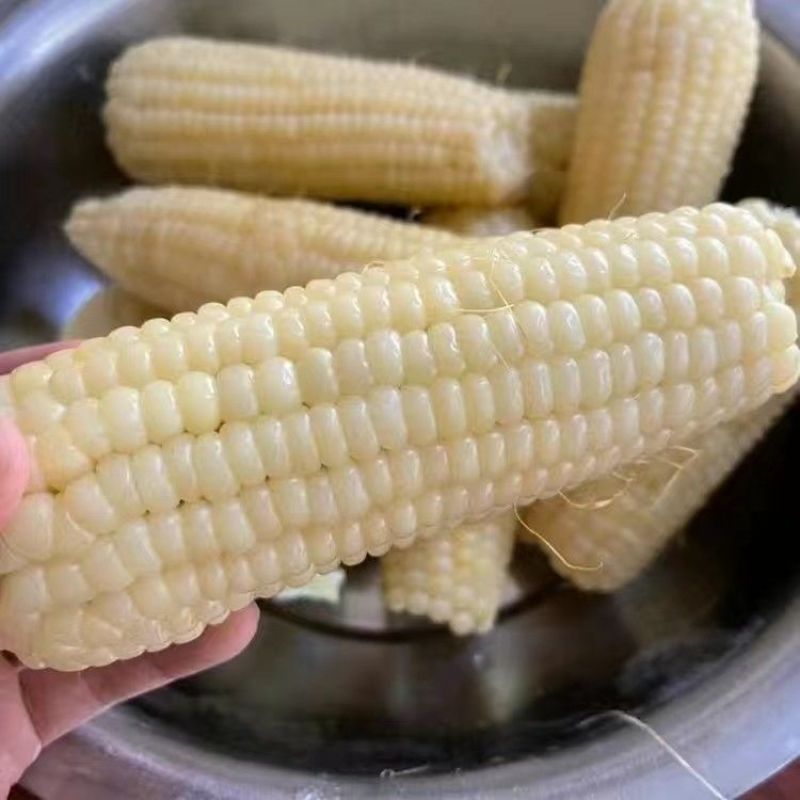 白玉糯320玉米种子早熟大棒白甜糯玉米种籽鲜食粘糯玉米种