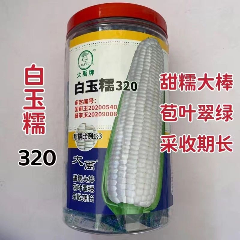 白玉糯320玉米种子早熟大棒白甜糯玉米种籽鲜食粘糯玉米种