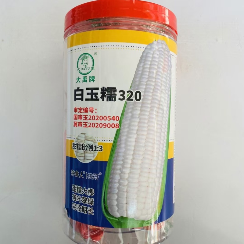 白玉糯320玉米种子早熟大棒白甜糯玉米种籽鲜食粘糯玉米种