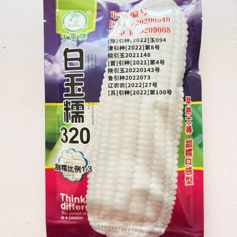 白玉糯320玉米种子早熟大棒白甜糯玉米种籽鲜食粘糯玉米种