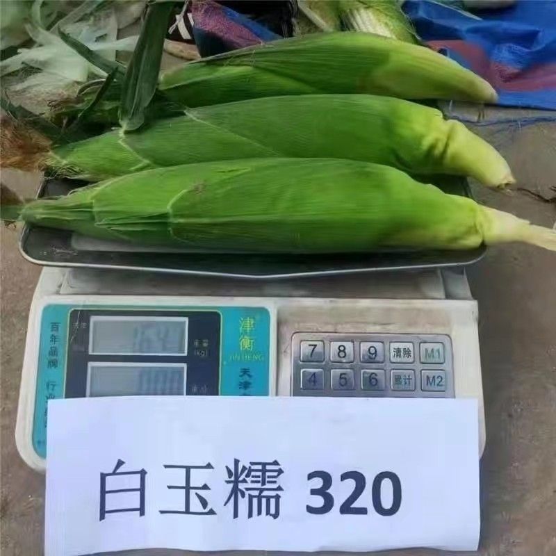 白玉糯320玉米种子早熟大棒白甜糯玉米种籽鲜食粘糯玉米种
