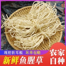 鱼腥草根电商货市场货产地看货论价保质保量