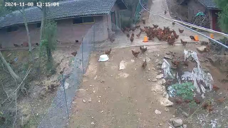 新鲜剑阁县活鸡，当日宰杀，健康放心。
