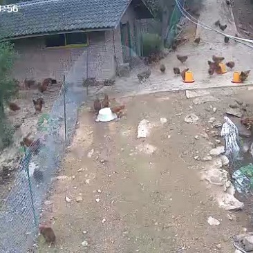 新鲜剑阁县活鸡，当日宰杀，健康放心。