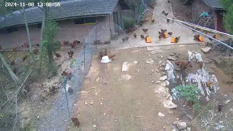 新鲜剑阁县活鸡，当日宰杀，健康放心。