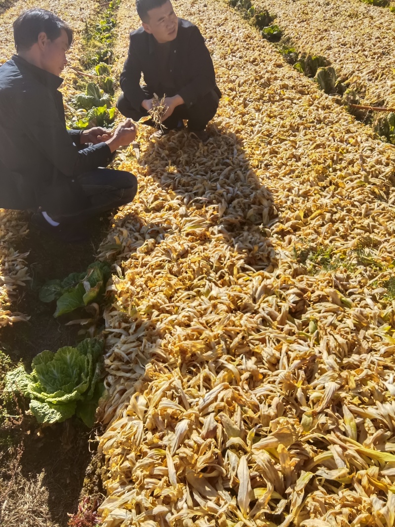 优质秦艽苗开始上市，这几天是种植季节今年海马