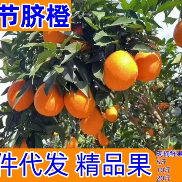 正宗奉节脐橙经典品种72-1各大电商平台专业一件代发