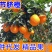 正宗奉节脐橙经典品种72-1各大电商平台专业一件代发