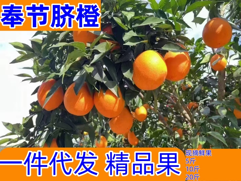正宗奉节脐橙经典品种72-1各大电商平台专业一件代发