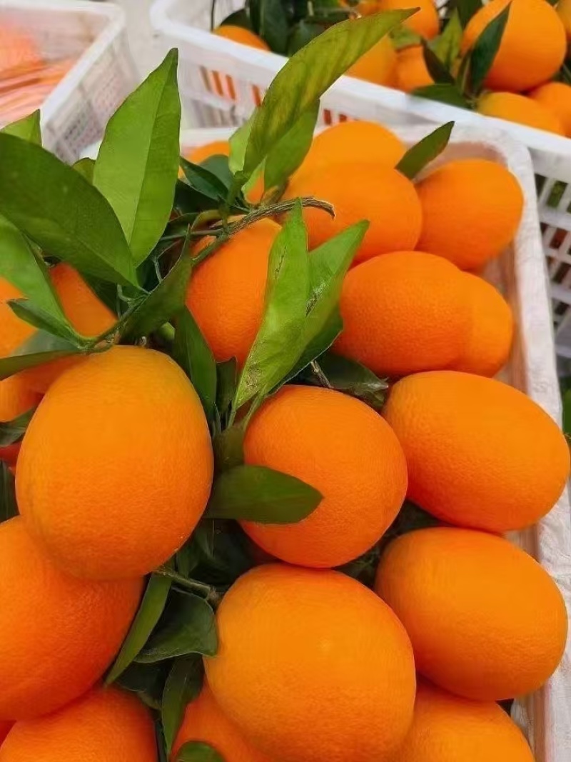 正宗奉节脐橙经典品种72-1各大电商平台专业一件代发