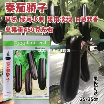秦茄骄子绿长茄种子早熟绿萼黑亮绿肉茄子种子春夏秋四季高产