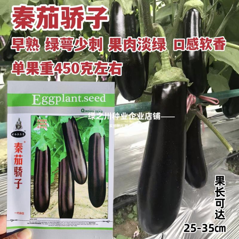 秦茄骄子绿长茄种子早熟绿萼黑亮绿肉茄子种子春夏秋四季高产