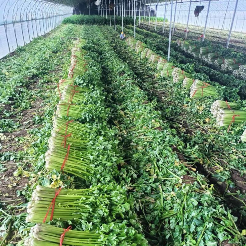 山西运城精品芹菜产地大量出货代收代发一条龙大量出货🚚
