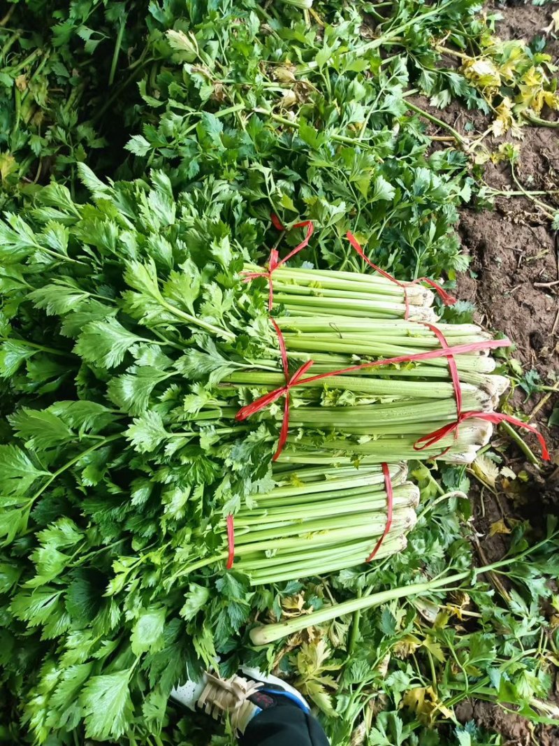 山西运城精品芹菜产地大量出货代收代发一条龙大量出货🚚