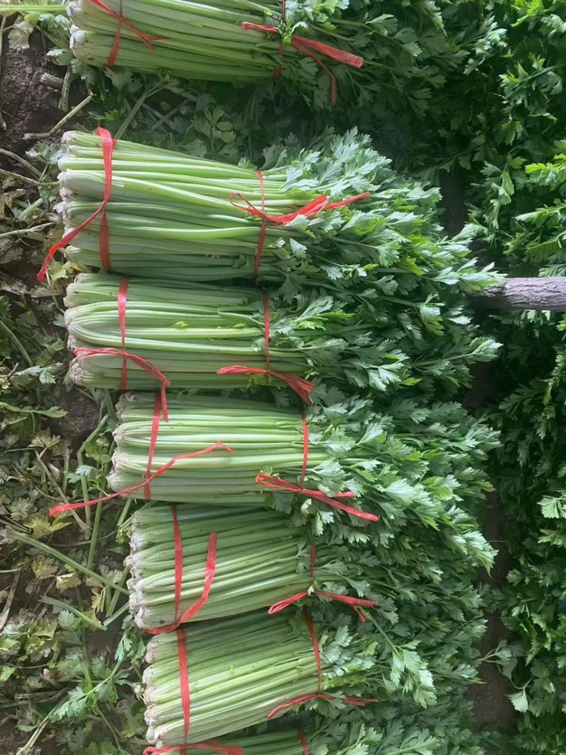 山西运城精品芹菜产地大量出货代收代发一条龙大量出货🚚