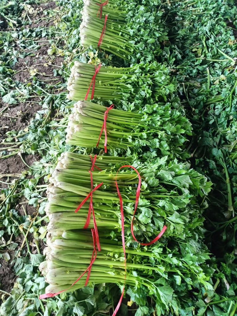 山西运城精品芹菜产地大量出货代收代发一条龙大量出货🚚