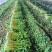 山西运城精品芹菜产地大量出货代收代发一条龙大量出货🚚