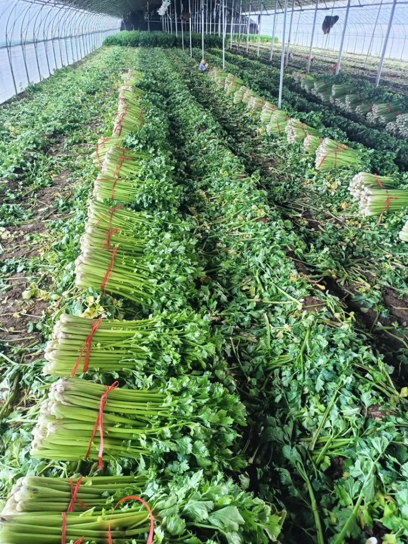 山西运城精品芹菜产地大量出货代收代发一条龙大量出货🚚