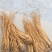 水洗黄当归批发零售产区直发保质保量供货视频看货