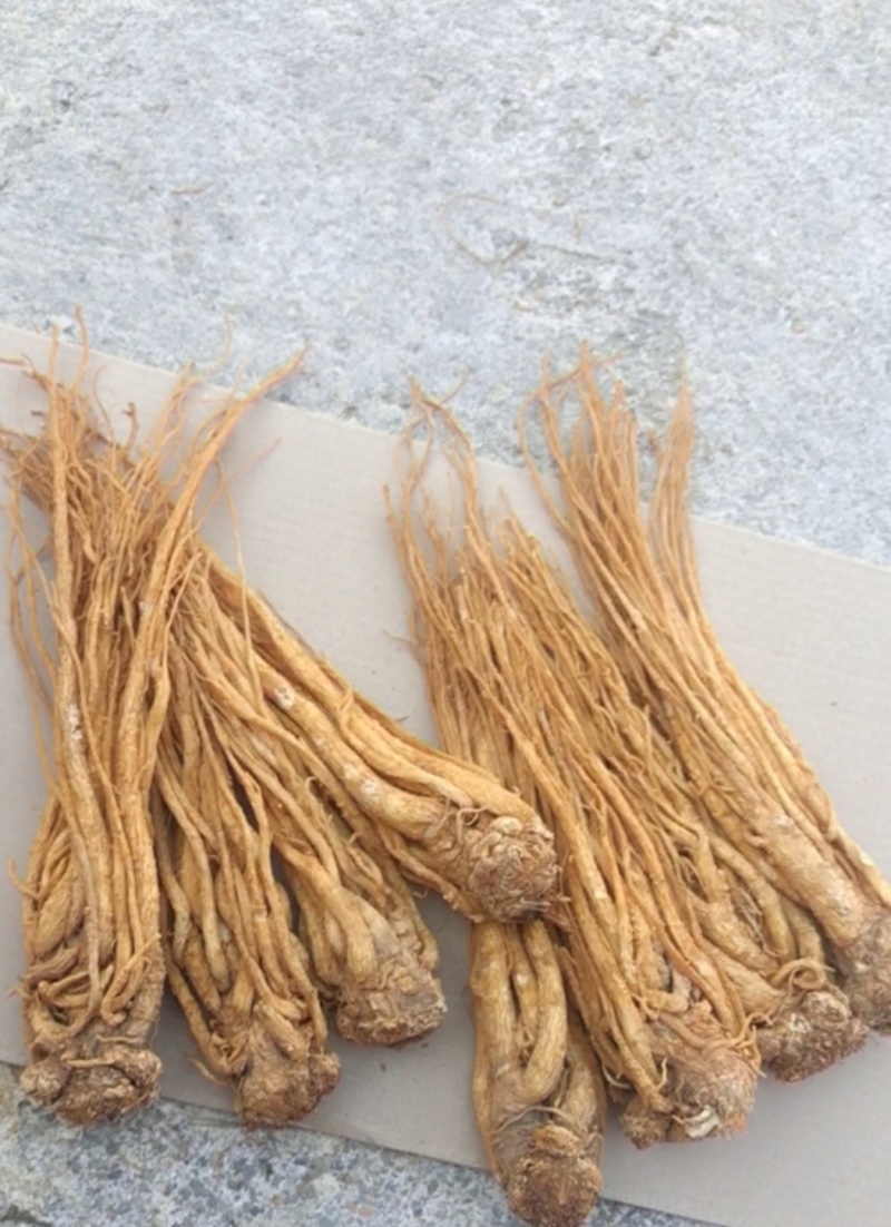 水洗黄当归批发零售产区直发保质保量供货视频看货