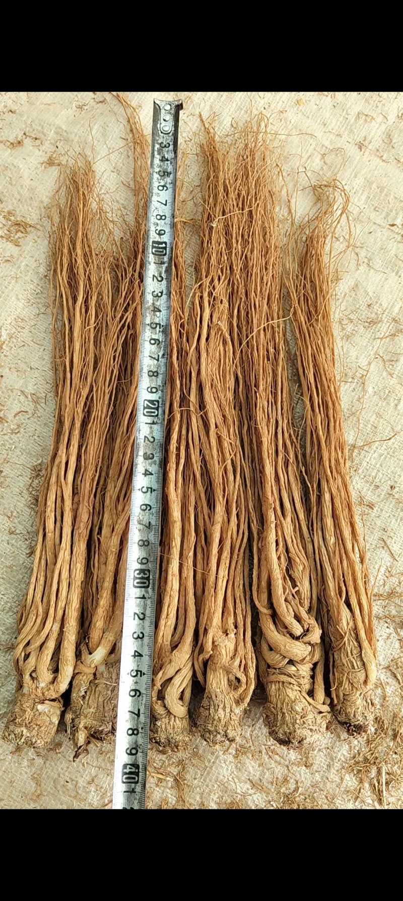 水洗黄当归批发零售产区直发保质保量供货视频看货