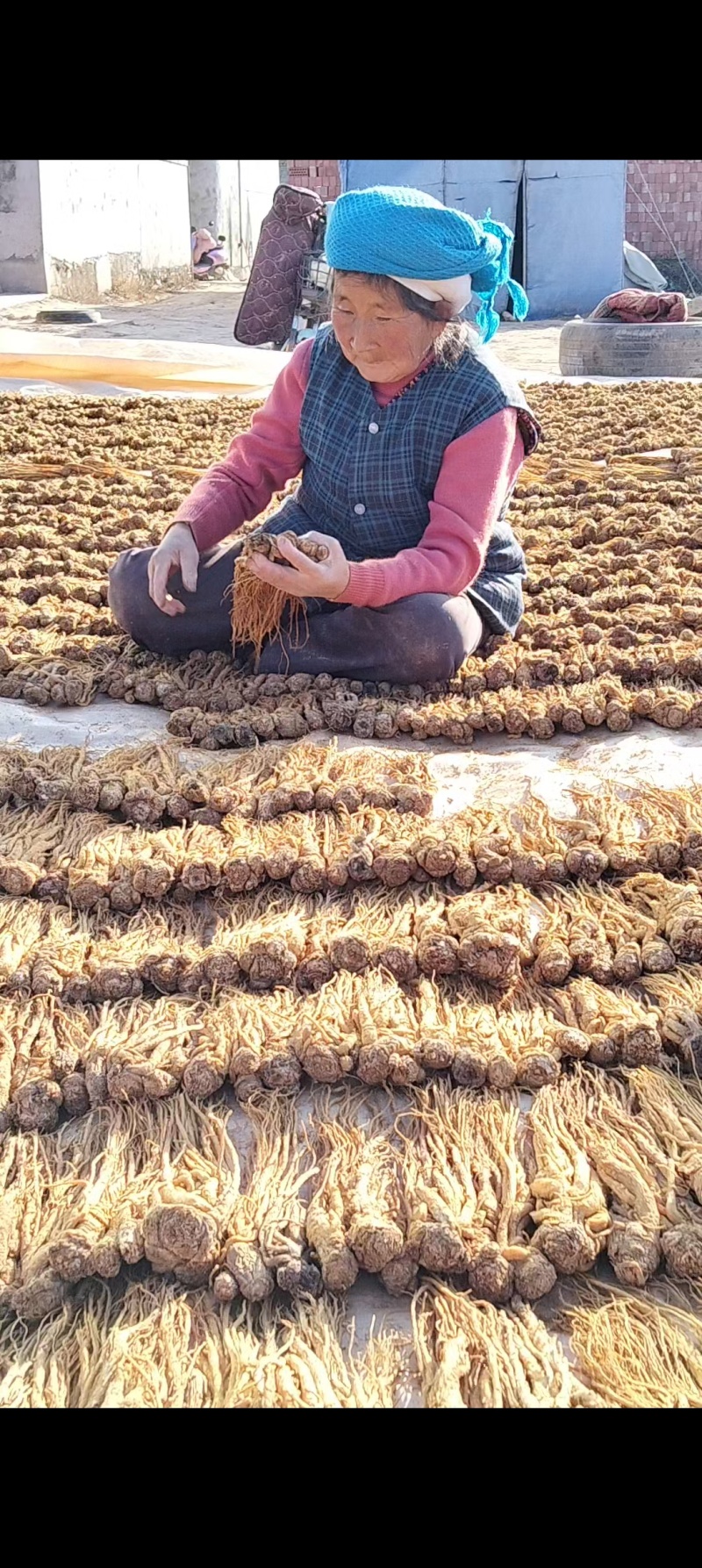 水洗黄当归批发零售产区直发保质保量供货视频看货