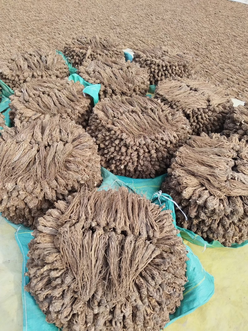 水洗无硫当归岷县直发保质保量供货批发零售