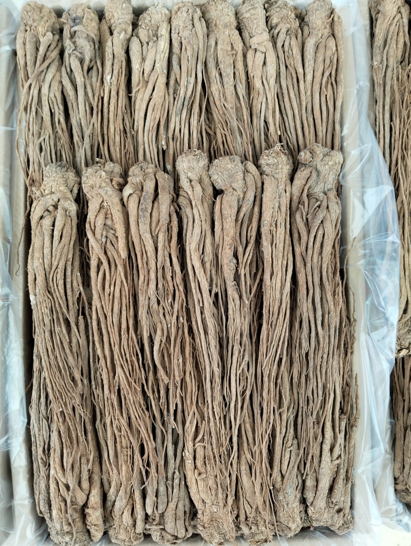 水洗无硫当归岷县直发保质保量供货批发零售