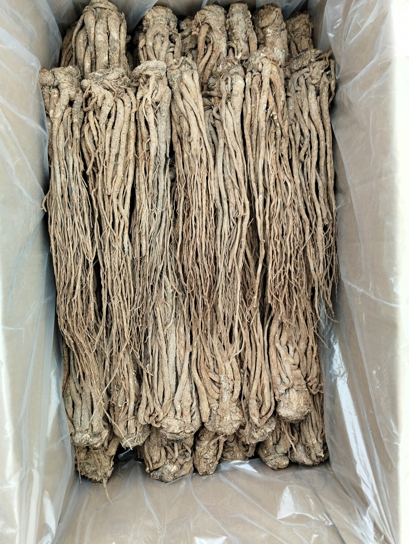 水洗无硫当归岷县直发保质保量供货批发零售