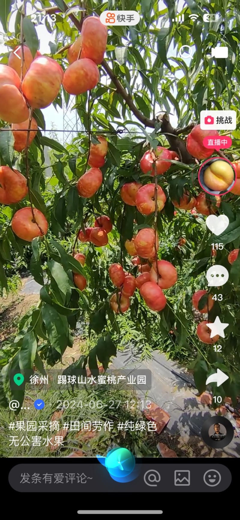 桃树苗发货