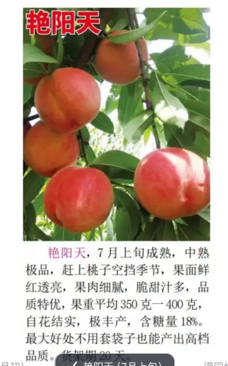 桃树苗发货