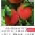 桃树苗发货