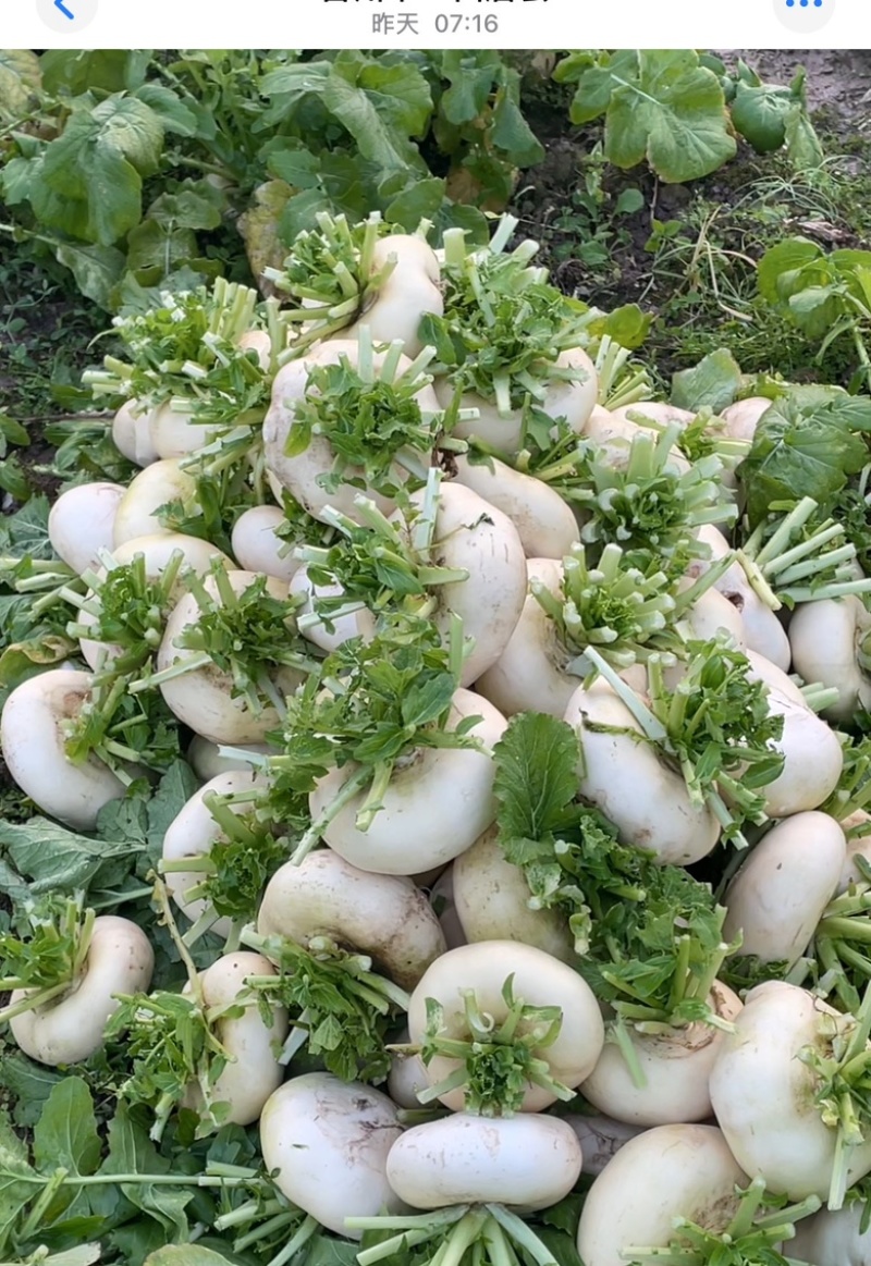 【今日推荐】仙居露天盘菜产地直发可视频看好对接全国