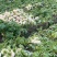 【今日推荐】仙居露天盘菜产地直发可视频看好对接全国
