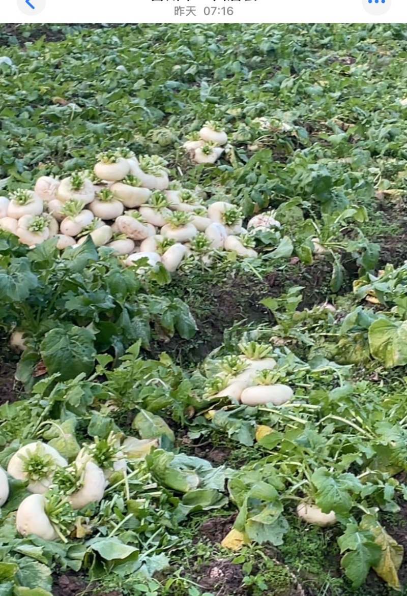 【今日推荐】仙居露天盘菜产地直发可视频看好对接全国