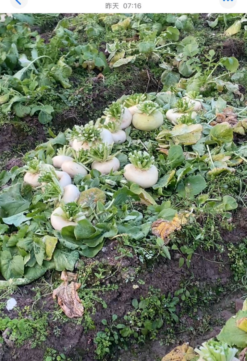 【今日推荐】仙居露天盘菜产地直发可视频看好对接全国
