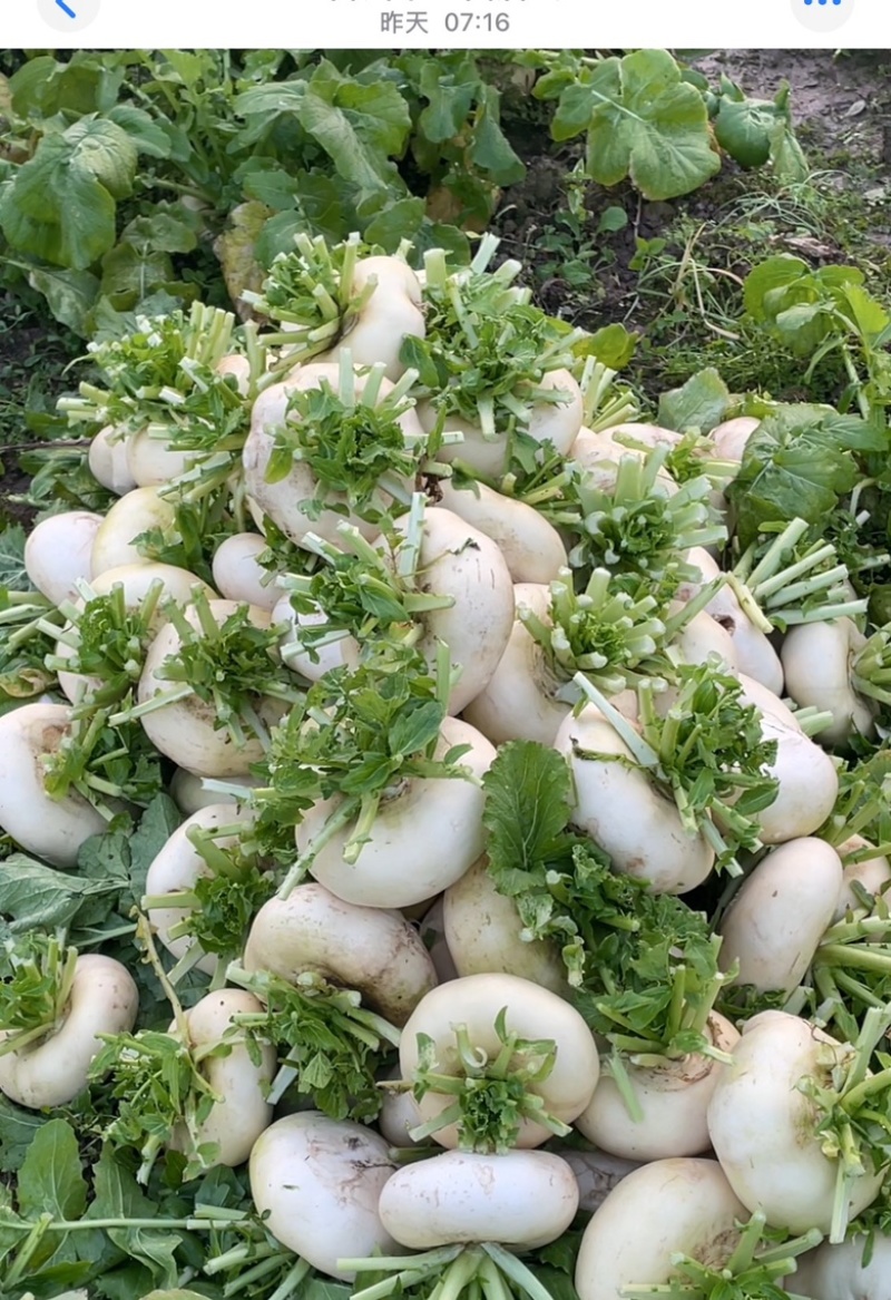 【今日推荐】仙居露天盘菜产地直发可视频看好对接全国