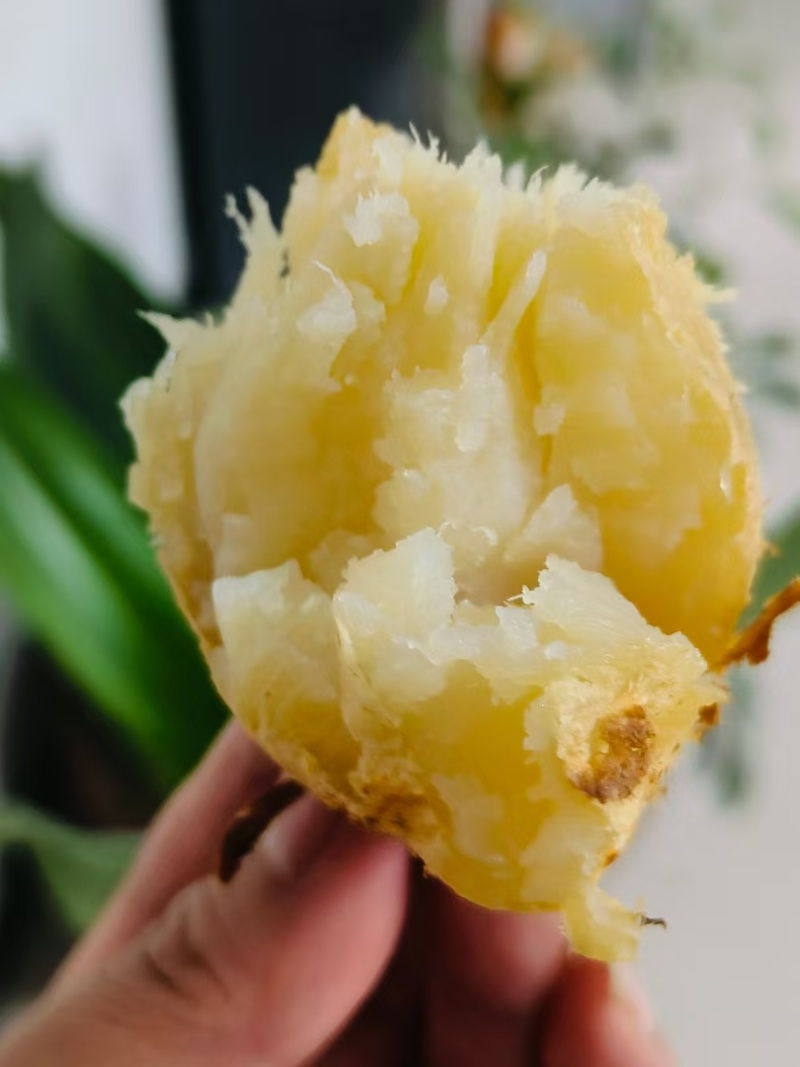 行唐板栗红薯