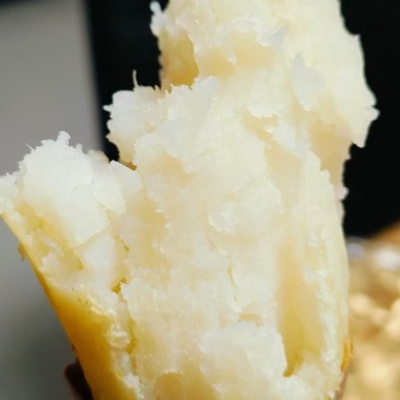 行唐板栗红薯
