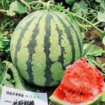 早熟西瓜种子冰糖麒麟王西瓜单果一般重8-15斤抗病耐裂